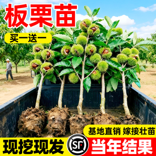 板栗苗树嫁接地栽南方北方种植大红袍当年结果特大板栗树果树果苗