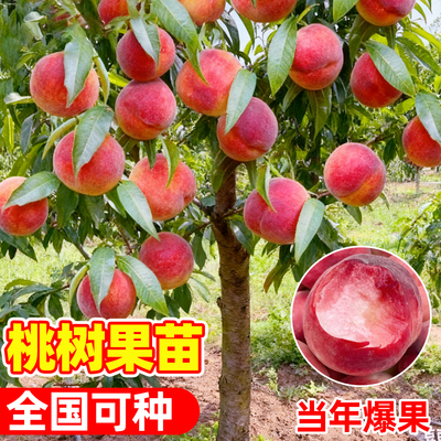 桃树果苗嫁接苗盆栽地栽南方北方种植水蜜桃苗冬桃当年结果桃树苗