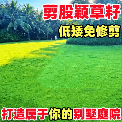 剪股颖草籽矮生免修剪四季常青