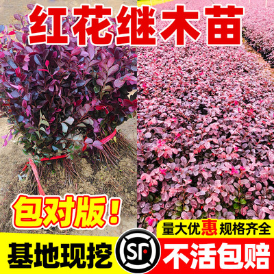 红花继木树苗老桩室外庭院地栽耐寒植物风景树绿化园林工程苗四季