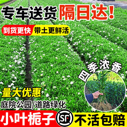 小叶栀子花苗重瓣浓香型大叶栀子花盆栽室外庭院四季常青绿化小苗