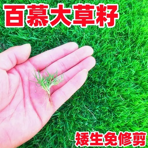 百慕大草籽矮生免修剪耐踩踏