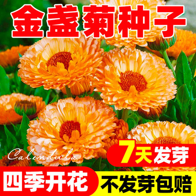 金盏菊种子矮生长生菊花海易种盆栽耐阴金盏花四季播种开花种籽孑