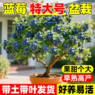 蓝莓树果苗盆栽带大果车厘子室内耐寒南北方樱桃葡萄四季挂果树苗