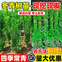 冬青树苗法国北海道黄杨直立篱笆墙庭院围墙植物四季常青耐寒绿篱