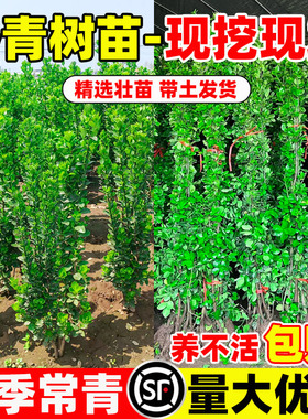 冬青树苗法国北海道黄杨直立篱笆墙庭院围墙植物四季常青耐寒绿篱