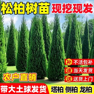 松柏树苗四季常青柏树塔柏侧柏大号树苗道路绿化易活好养圆柏松树