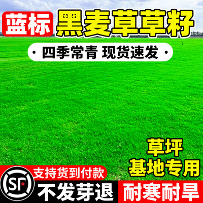 进口蓝标黑麦草草籽多年生草坪基地四季常青民宿露营绿化工程种子