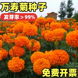 万寿菊种子四季开花易活臭芙蓉花种籽子孔雀草花种子重瓣万寿菊孑