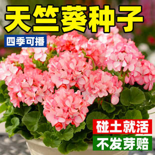 天竺葵种子重瓣花籽四季易种多年生室内阳台花园盆栽好养花卉种孑