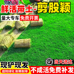 剪股颖带泥土草皮真草坪别墅花园绿化四季青果岭草马尼拉草皮带土