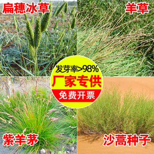 冰草紫羊茅沙嵩羊草草籽红豆草种子孑耐旱寒抗风沙绿化护坡植物种