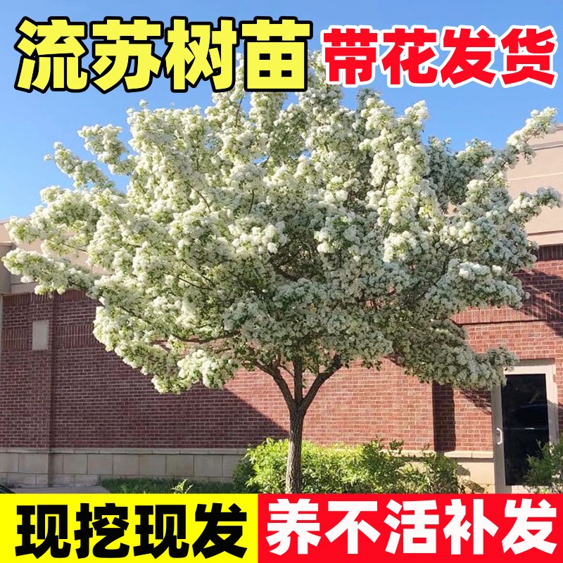 流苏树苗四月雪盆栽嫁接桂花树庭院浓香型梦幻流苏花油根子风景树