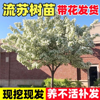 流苏树苗四月雪盆栽嫁接桂花树庭院浓香型梦幻流苏花油根子风景树
