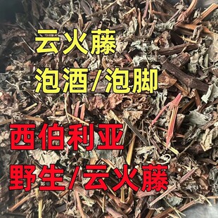 西伯利亚云火藤20年生云火藤野生云火藤茎叶云火藤中药泡酒泡脚湿