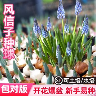 进口葡萄风信子种球水培土培套餐室内耐寒易活多年生盆栽花卉种子