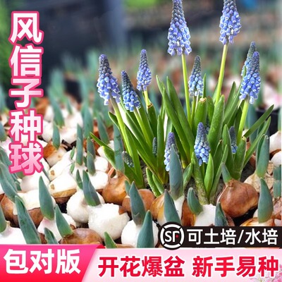 进口葡萄风信子种球水培土培套餐室内耐寒易活多年生盆栽花卉种子