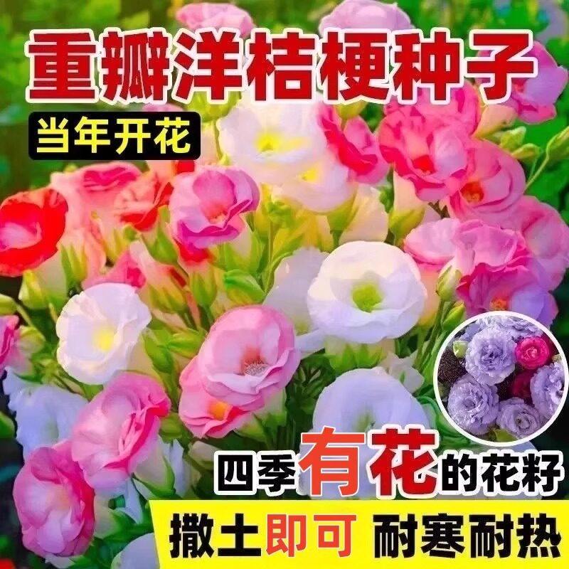 重瓣洋桔梗花种子四季播种开花花卉种孑庭院室内外盆栽种籽切花籽图片
