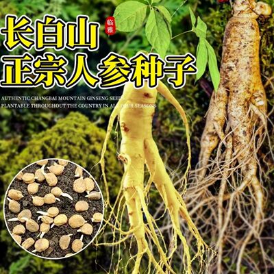 人参种子长白山野山参种子四季易种中药材阳台盆栽庭院易活花卉籽