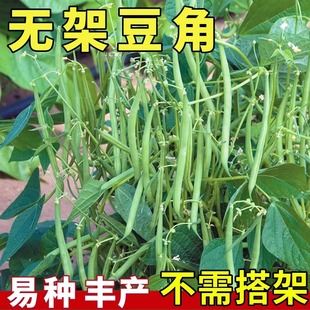 地豆无架豆四季 阳台菜籽 豆种子芸豆豇豆种籽蔬菜孑不搭架无筋春季