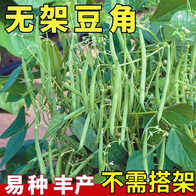 地豆无架豆四季豆种子芸豆豇豆种籽蔬菜孑不搭架无筋春季阳台菜籽