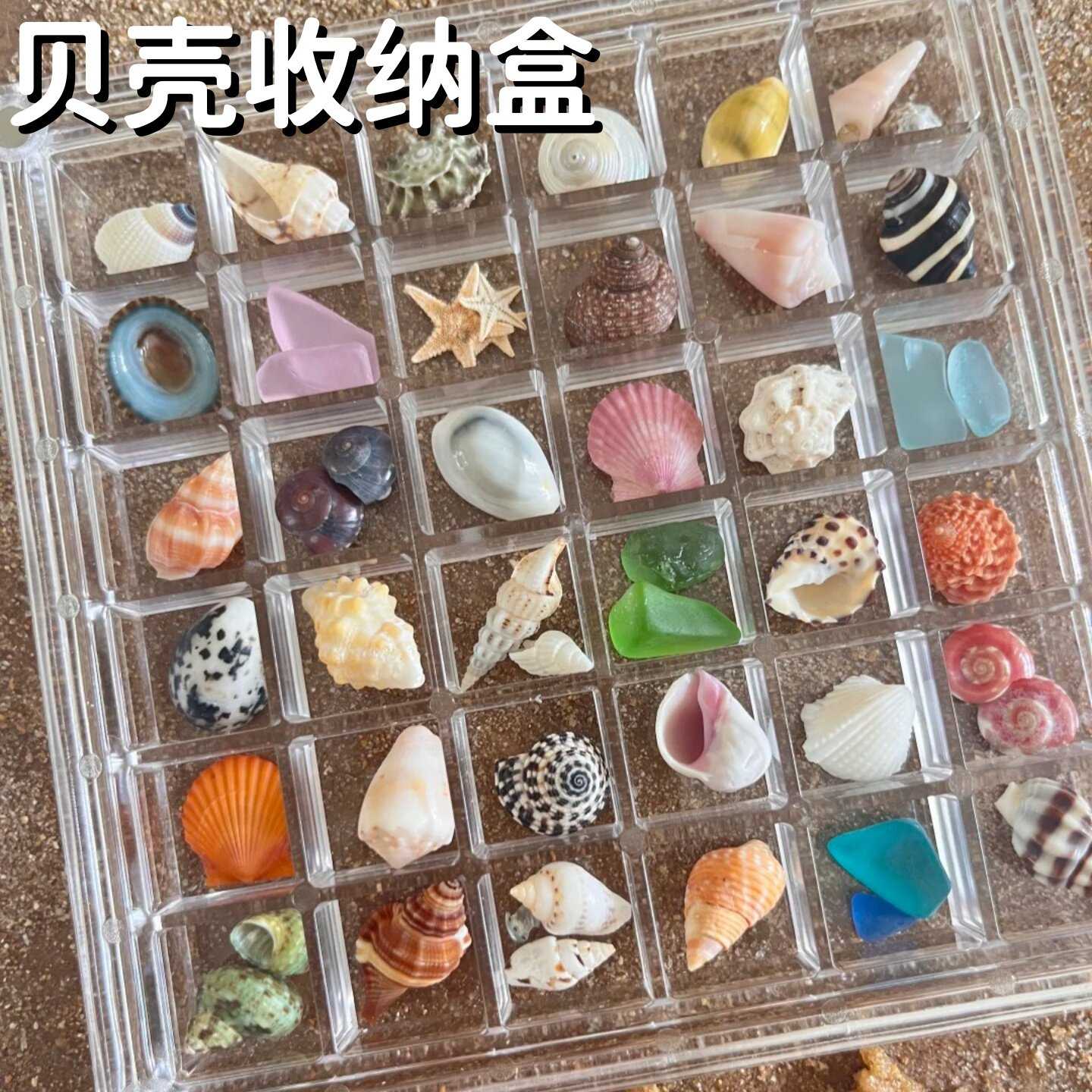 压克力装贝壳收纳盒大号赶海边