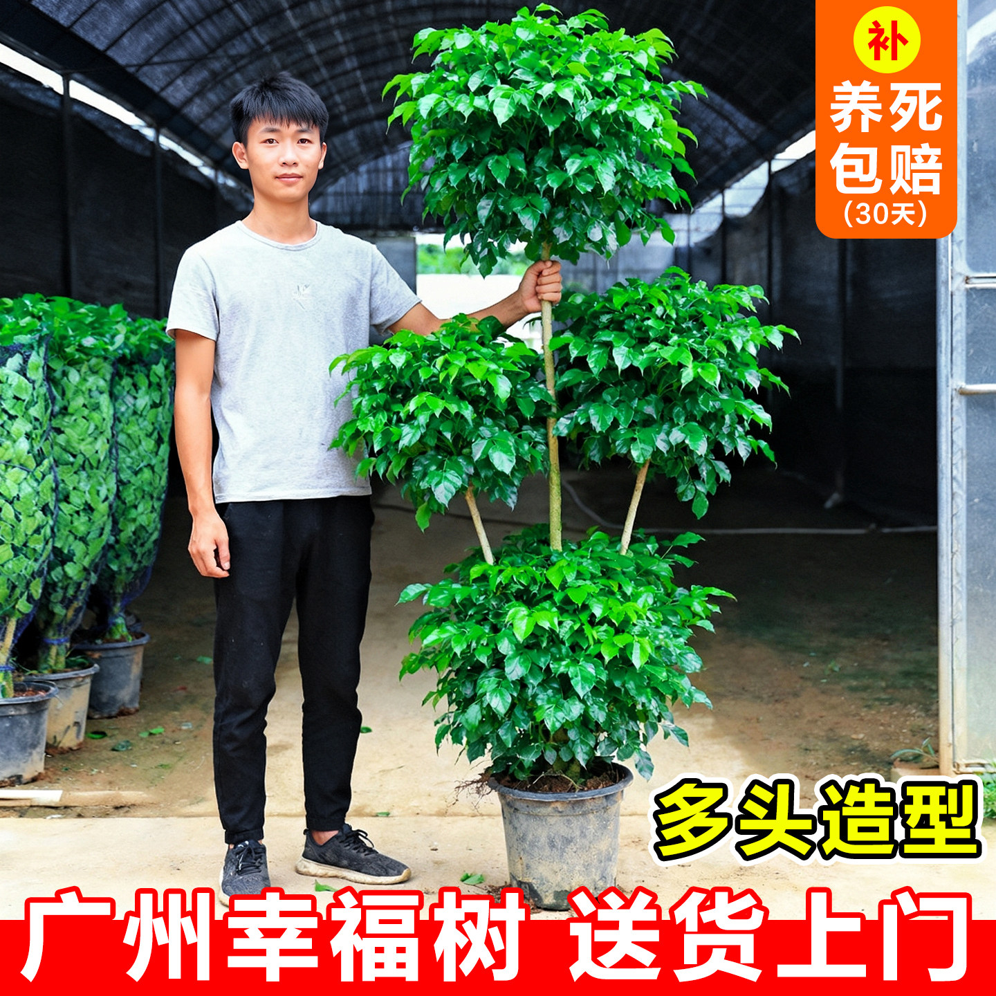 幸福树客厅大盆栽造型多层绿宝老桩树苗办公室内大气绿植物平安树