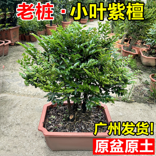 老桩小叶紫檀盆景客厅办公室内桌面四季常青绿植盆栽树苗易活植物