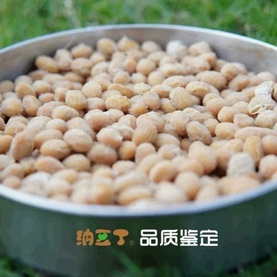 小粒黄豆纳豆工厂专用纳豆丁品质鉴定