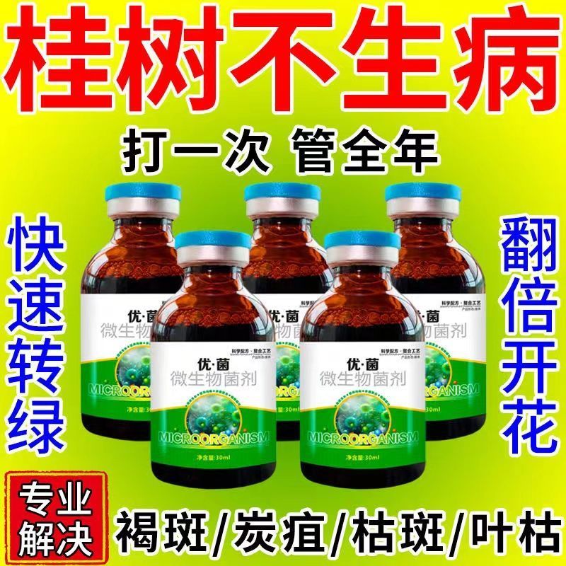 桂花叶焦尖干尖急救液