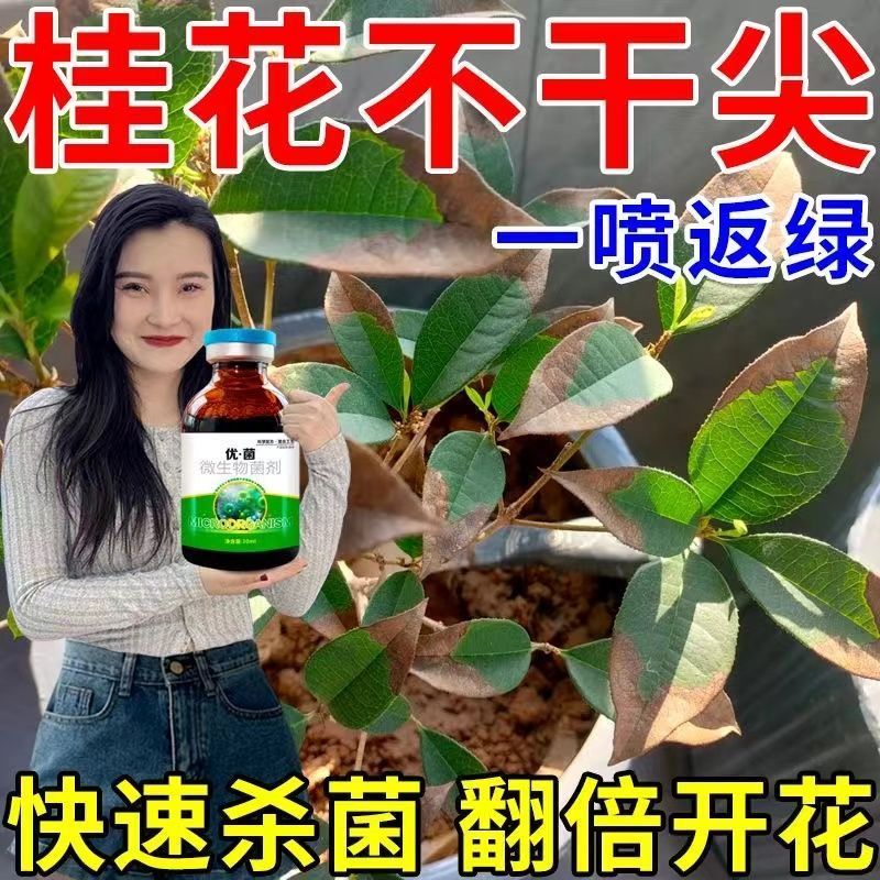 桂花叶子干尖焦【急救液】