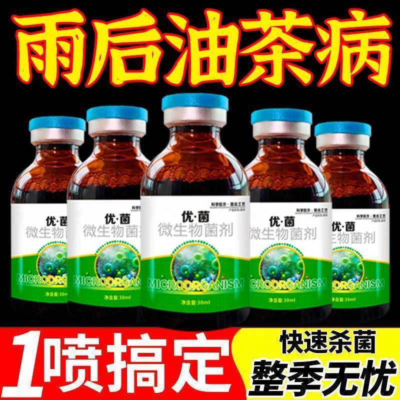 雨后油茶病全治软腐炭疽饼
