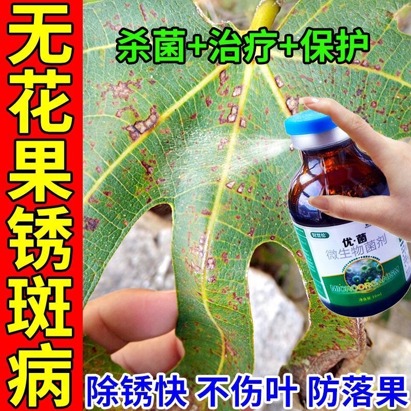 无花果锈病专用肥料落叶灰