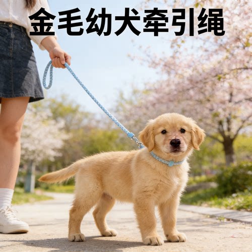 金毛幼犬防咬可伸缩牵引绳