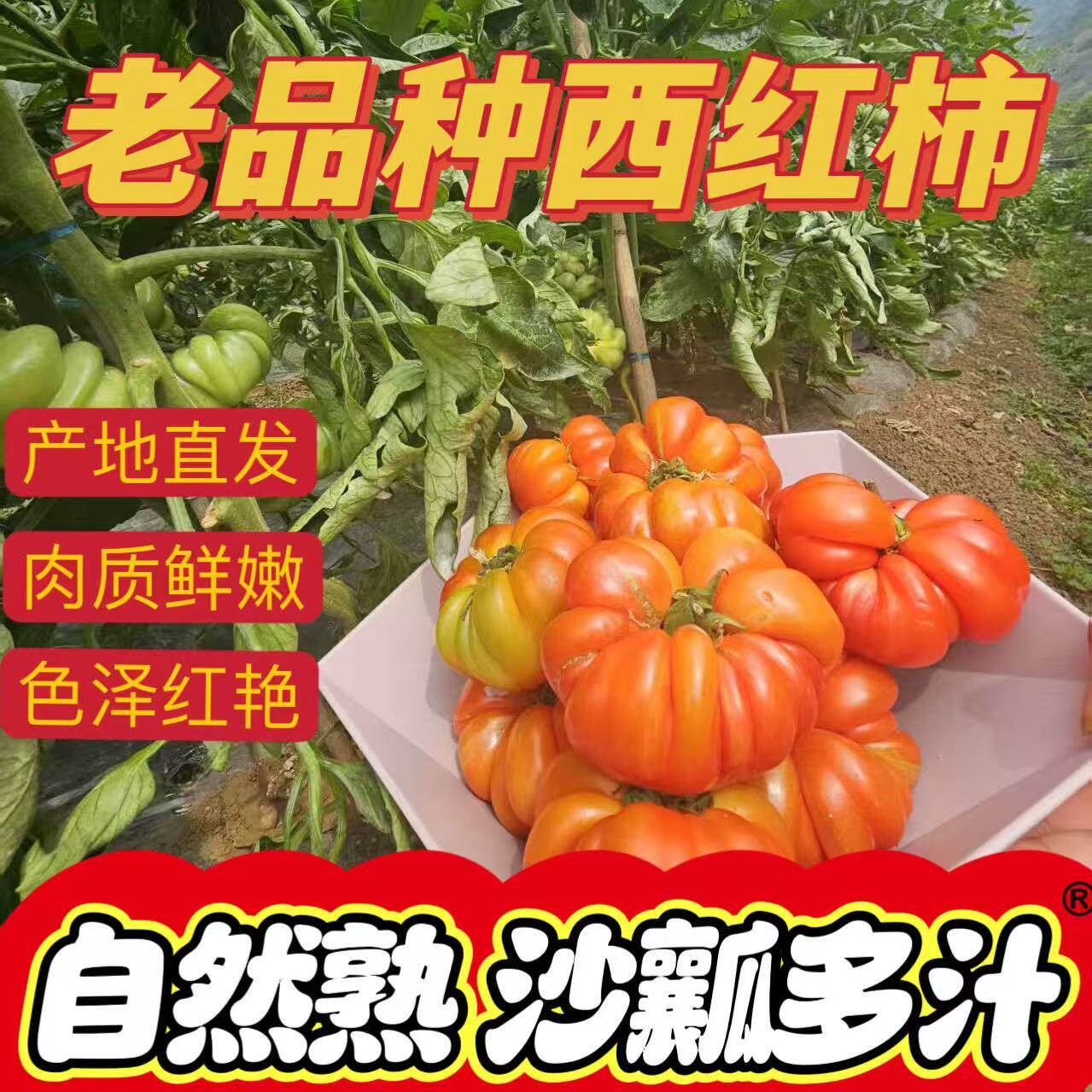 马蹄番茄自然熟大番茄露天新鲜