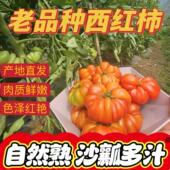 贵州老品种马蹄番茄西红柿自然熟马蹄大番茄新鲜现摘沙瓤生熟均可
