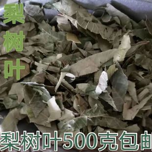 梨树叶 新货梨树叶泡水新货袋装梨树叶干梨树叶500克包邮梨叶