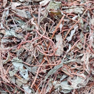 星宿菜新货袋装包邮大田基黄 仙仔草 红根草 红脚南干货500克