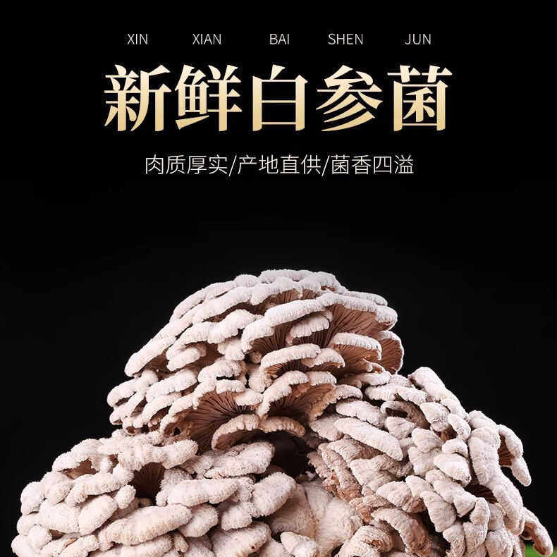 新货云南新鲜白参菌当季食用雪莲花菌菇煲汤蔬菜特产袋装包邮