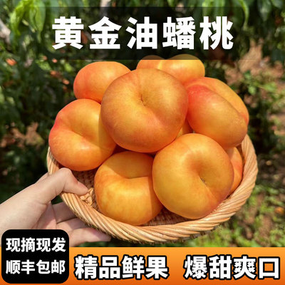 现摘现发蒙阴黄金油蟠桃