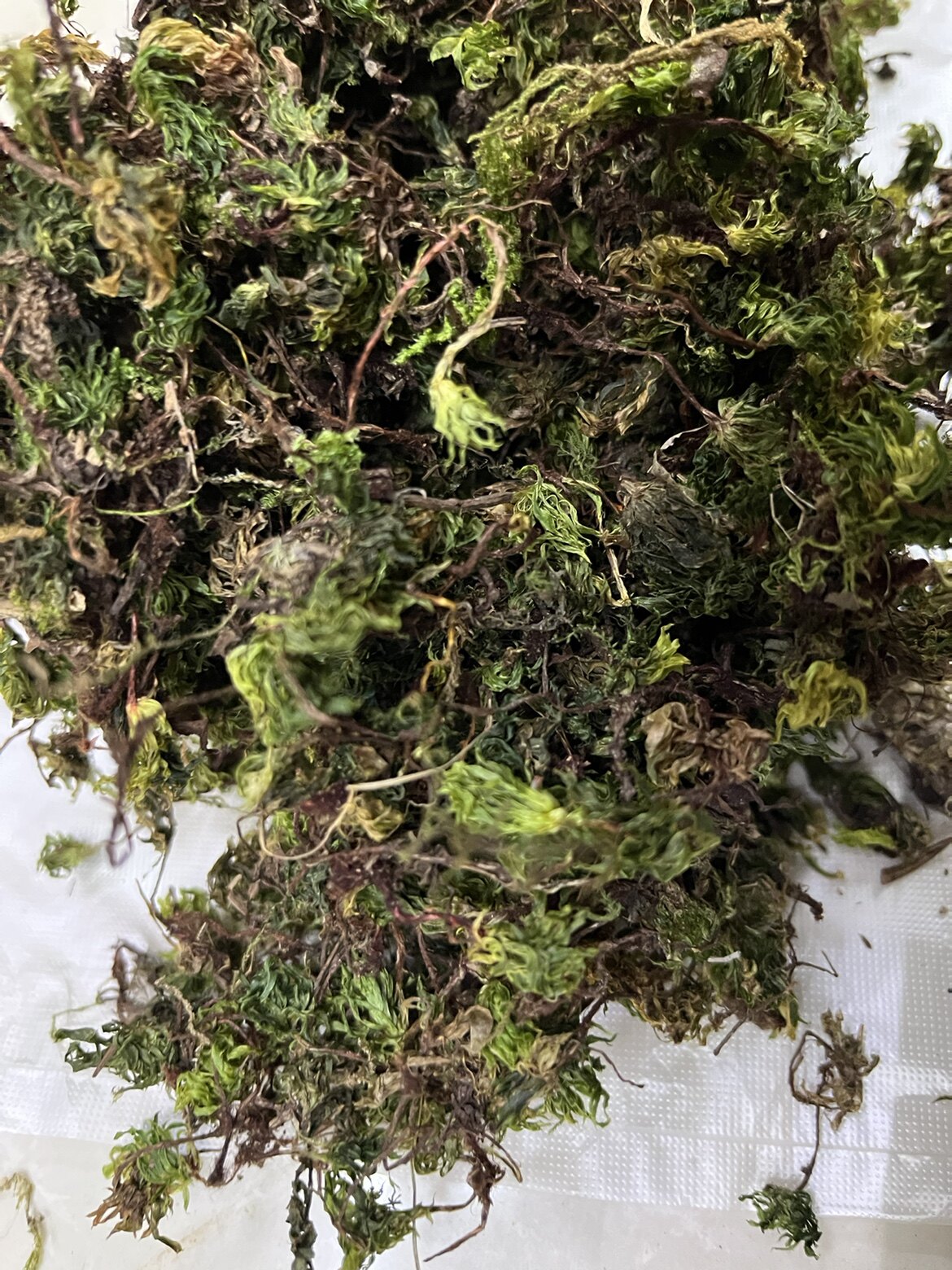 中药材回心草 茴心草 正品无硫 水洗干净无杂质 包邮