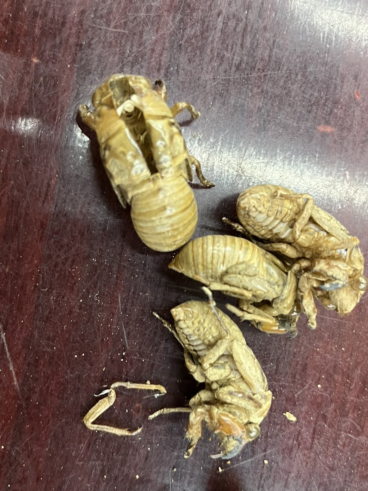 中药材虫退 蝉蜕 蝉衣 蝉壳大虫退干净 无杂质包邮