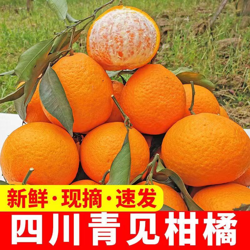 四川青见柑橘新鲜箱正宗耙耙孕妇水果3/5/9斤顺丰整桔子橘子柑