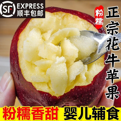 顺丰天水花牛苹果粉面苹果老人婴儿可刮泥苹果天水红蛇糯沙面萍果