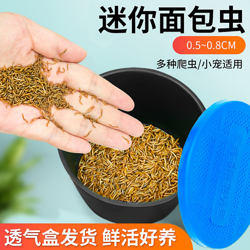 迷你面包虫活体开口虫黄粉虫小虫子活体守宫蝎子鸟宠物家营养饲料