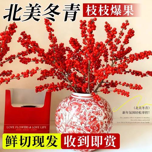北美冬青红果室内水养年宵花