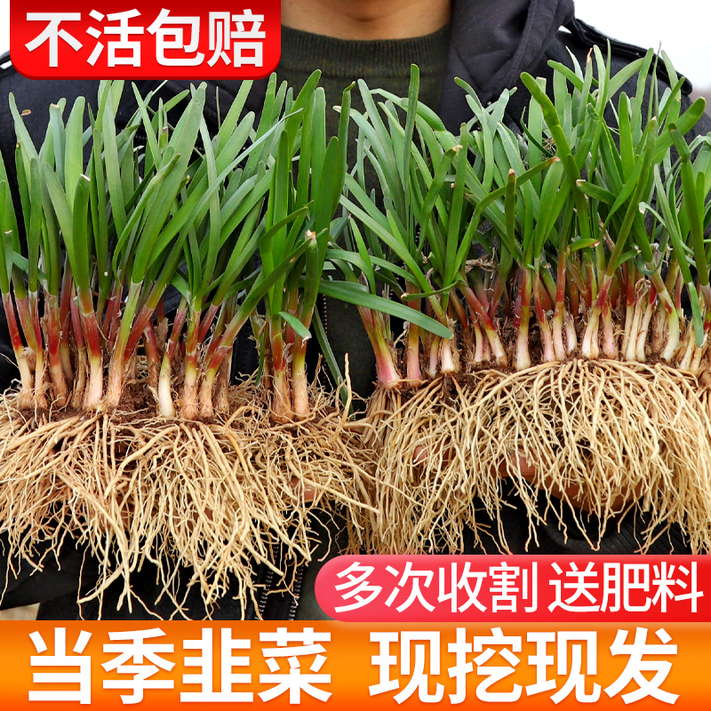 四季韭菜根苗带土紫大叶宽