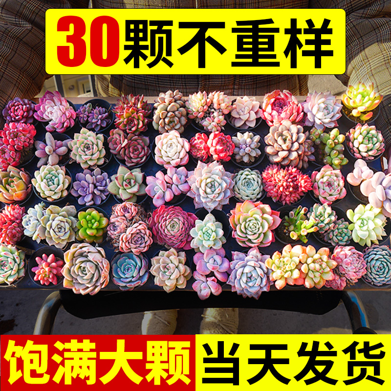 多肉植物室内小盆栽大全好养