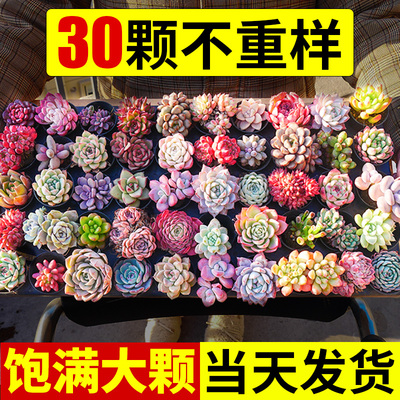 多肉植物室内小盆栽大全好养