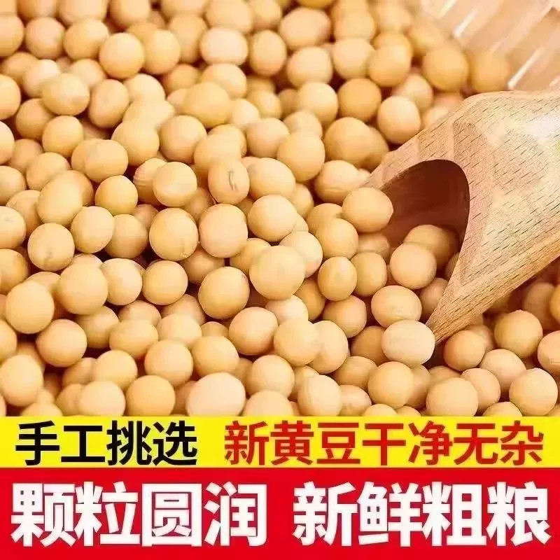 新货黄豆新鲜大豆非转基因黄豆大豆子豆浆原料五谷营养早餐